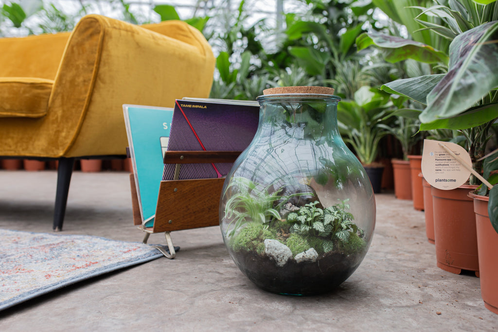 Een planten terrarium maken? Doe het lekker zelf!