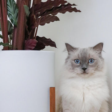 Katten en planten... ''Het begint altijd met onschuldig snuffelen en dan ineens HAP!''