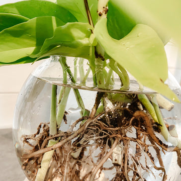DIY: hydroponie, back to the roots!