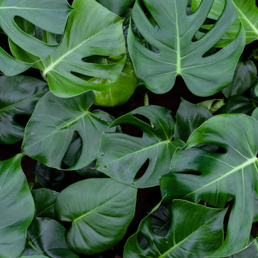Stekken: Hoe stek je een Monstera plant?