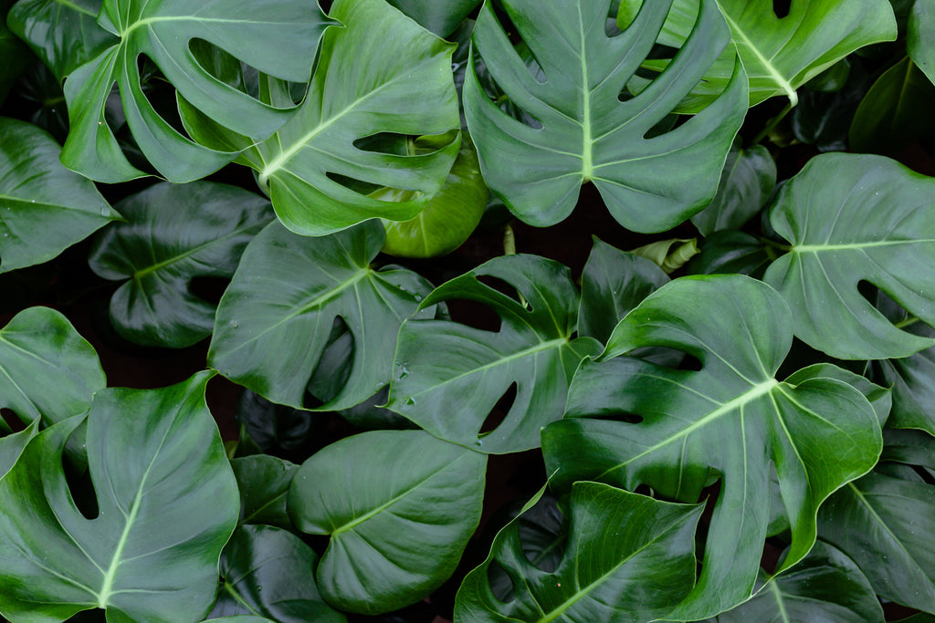Stekken: Hoe stek je een Monstera plant?
