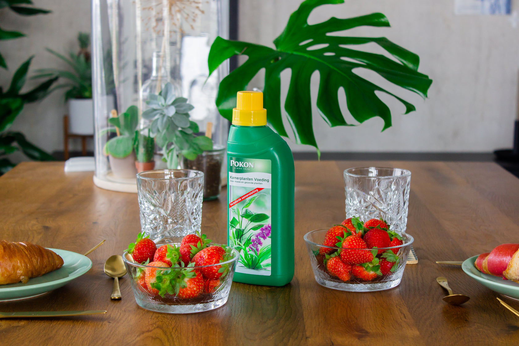 Voeding Kamerplanten | Plantsome 