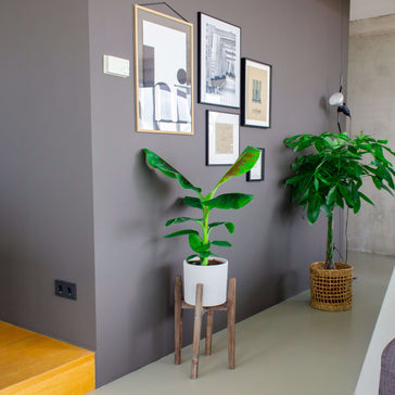 Bananenplant stekken in 5 stappen