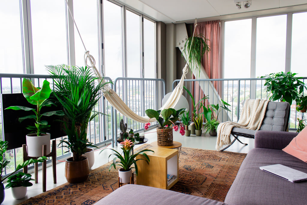 De mooiste grote kamerplanten om jouw Urban Jungle mee te starten!