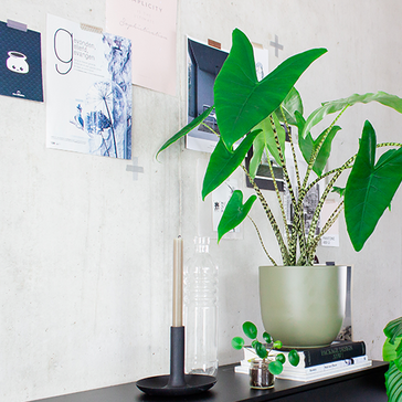 Top 5 Hippe Kamerplanten