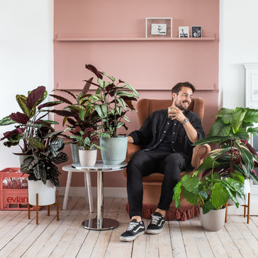 Een plant in elke kamer van je huis!
