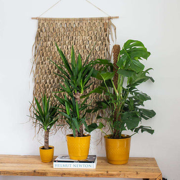 Creatief met mosstok: een Monstera opbinden