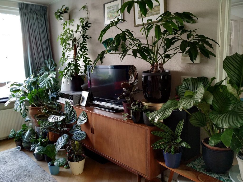 ''Ik dacht 80 planten te hebben, na een nieuwe ronde tellen blijken het er 112 te zijn!''
