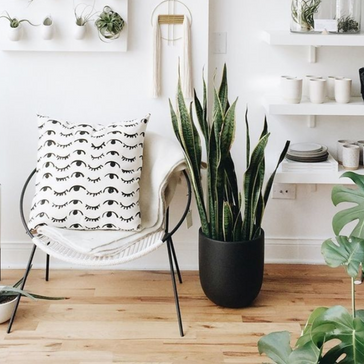 Top 10 makkelijke kamerplanten van Plantsome!