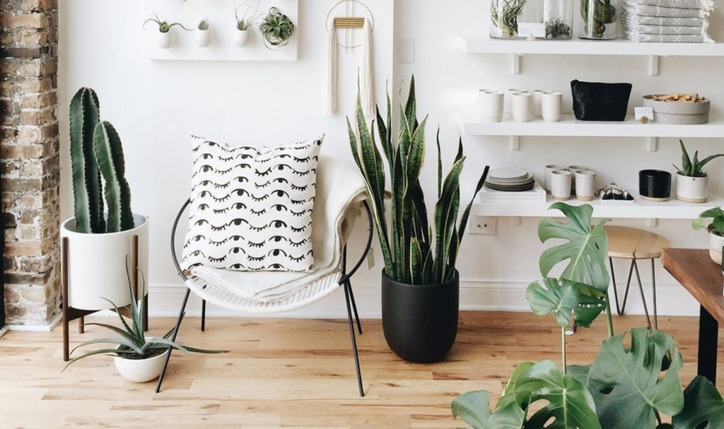 Top 10 makkelijke kamerplanten van Plantsome!