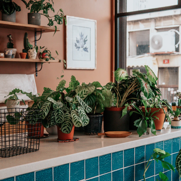 Hoe stek je een Calathea?