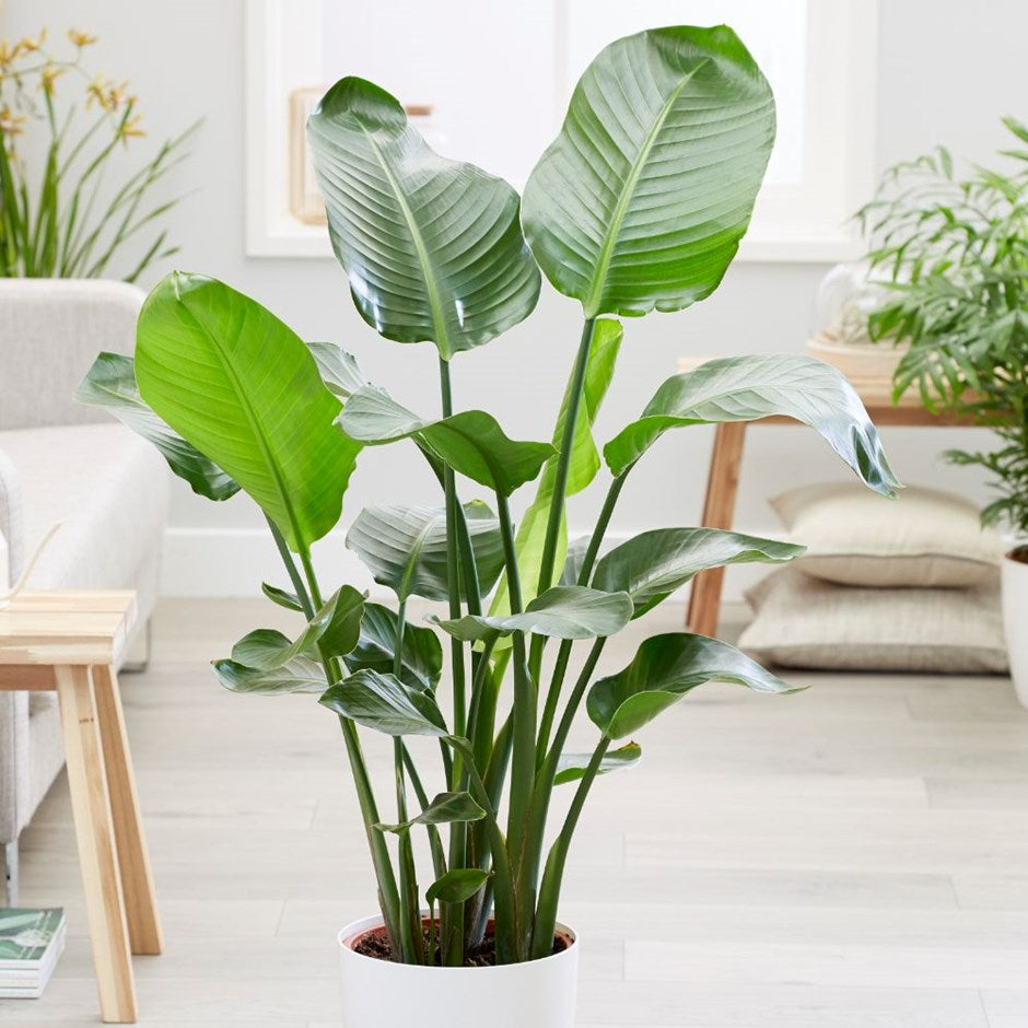 Strelitzia Nicolai grote kamerplant | Plantsome 