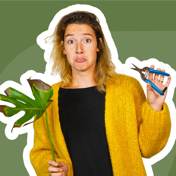 Eerste hulp bij verkleurde bladeren!
