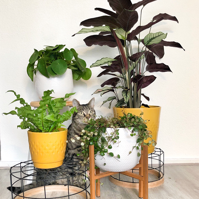 Diervriendelijke planten | Plantsome 