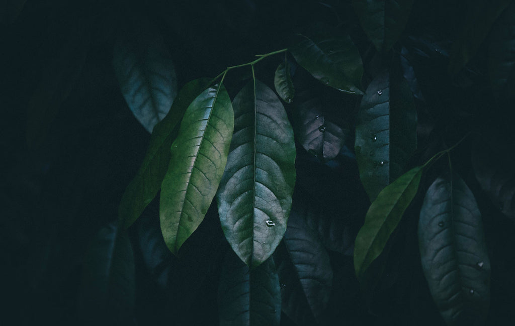 Plantsome Tip: Donkerder blad