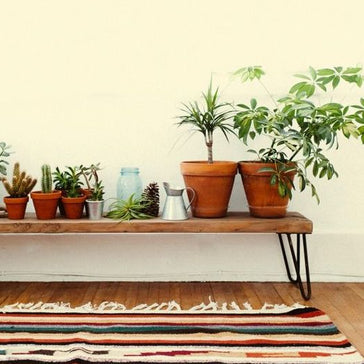 Ter inspiratie: zó staan kamerplanten op de gang!