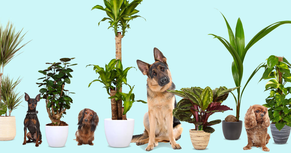 Huisdier? Dit is waarom je beter een plant kan nemen.