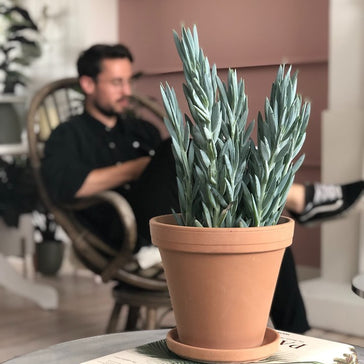 De vetste (vet)planten voor een dikke zomer!