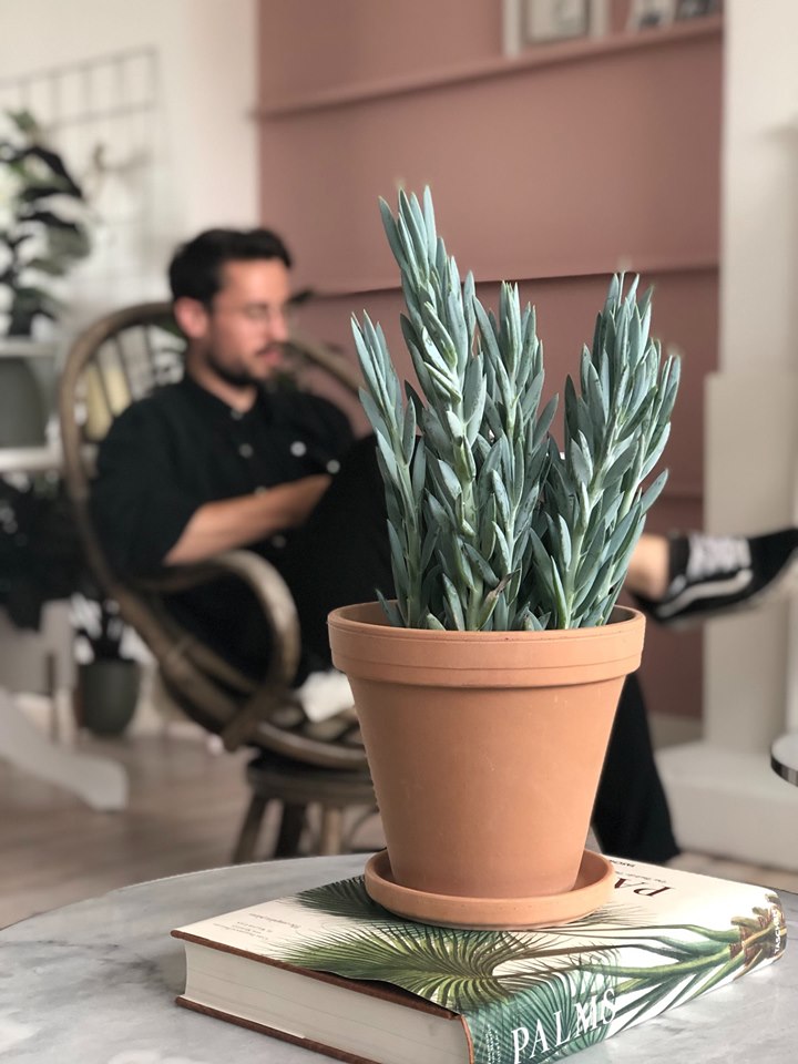 Senecio Mount Everest (Kami) op een tafeltje
