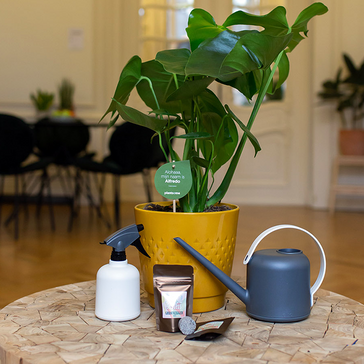Dit is hoe je jouw kamerplanten het beste kan verzorgen
