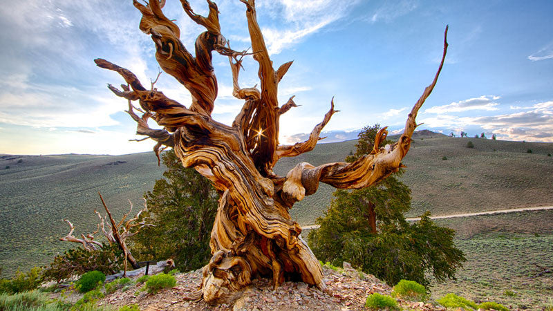 Oudste bomen ter wereld | Plantsome 