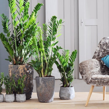 Zamioculcas, jouw makkelijke krachtpatser