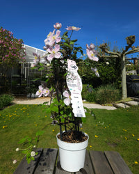inspiratie-2