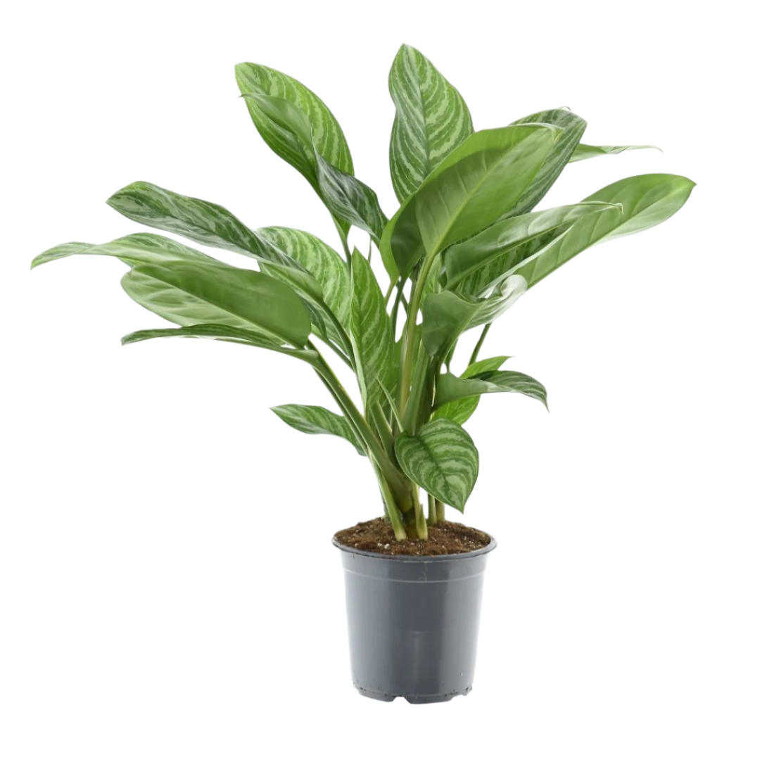 Aglaonema stripes (Chinese Evergreen) P21