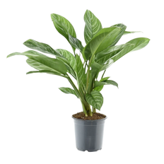 Aglaonema stripes (Chinese Evergreen) P21