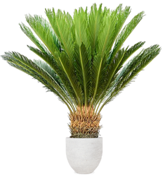 Cycas revoluta (Vredespalm) (XL)