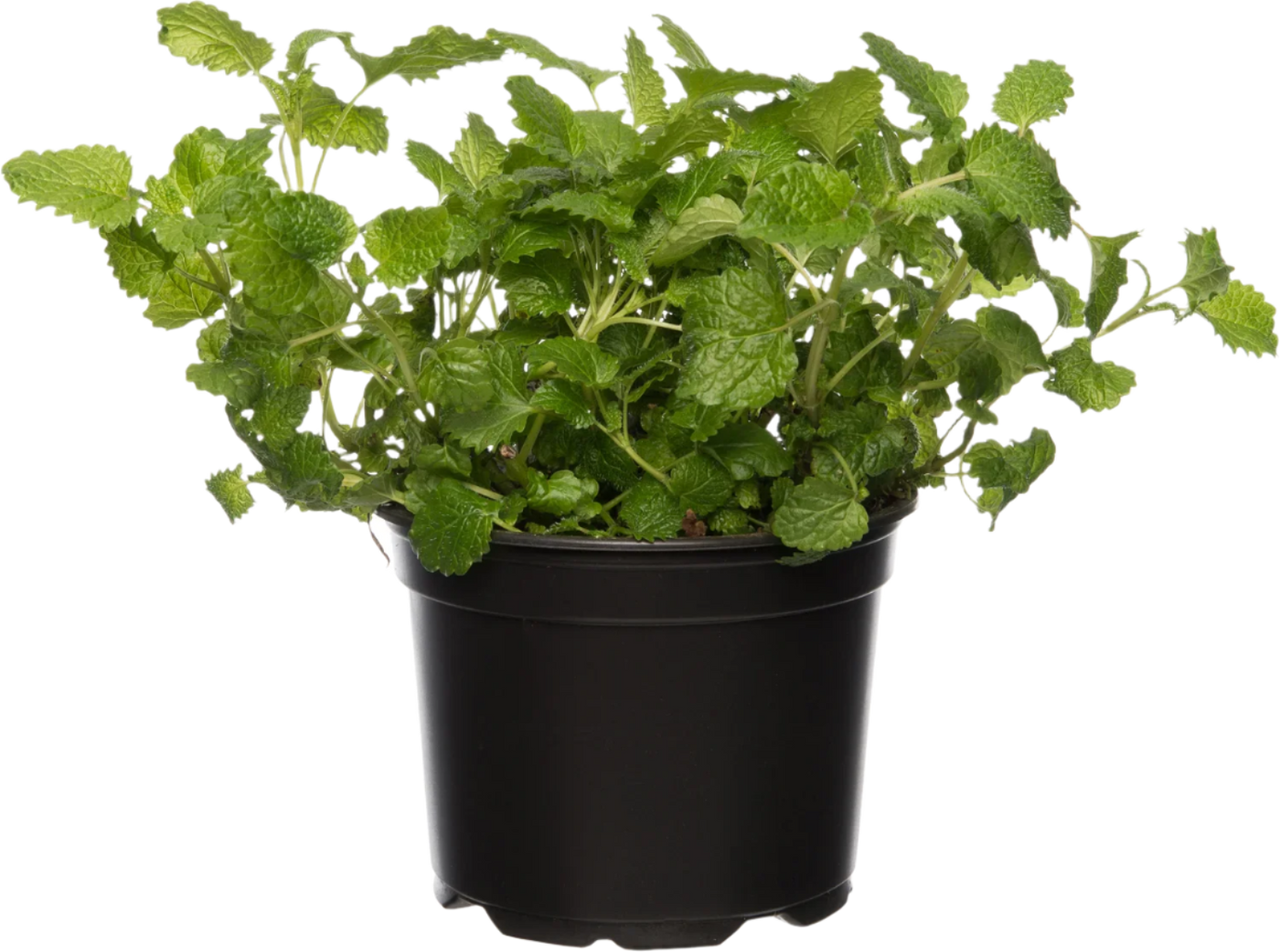 Citroenmelisse (Melissa officinales)