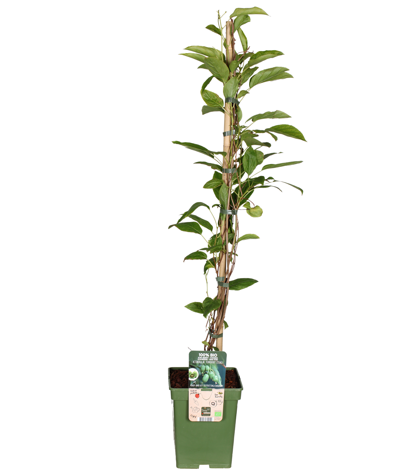 Kiwibes (Actinidia) (L)