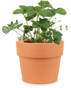 Tuinaardbei (M) (Fragaria vesca)