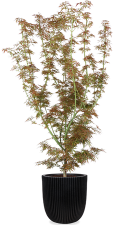 Japanse esdoorn (Acer palmatum Jerre Schwartz) (XL)