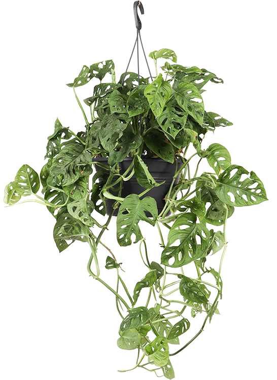 Monstera adansonii (Monkey mask/gatenplant)