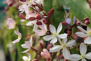 Bloeiende planten