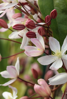 Roze bosrank (M) Clematis armandii "apple blossom"