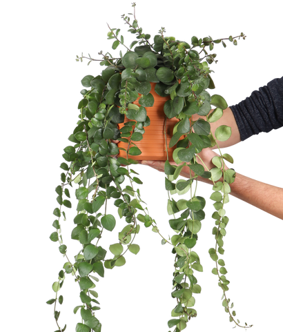 Aeschynanthus Pink Polka (Lipstickplant) (M)