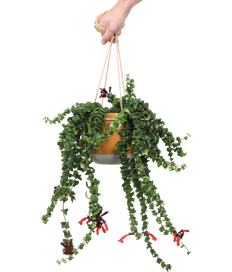 Aeschynanthus Rasta (Lipstickplant) (M)