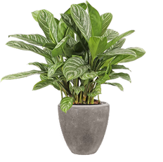 Aglaonema stripes opgemaakt in Baq