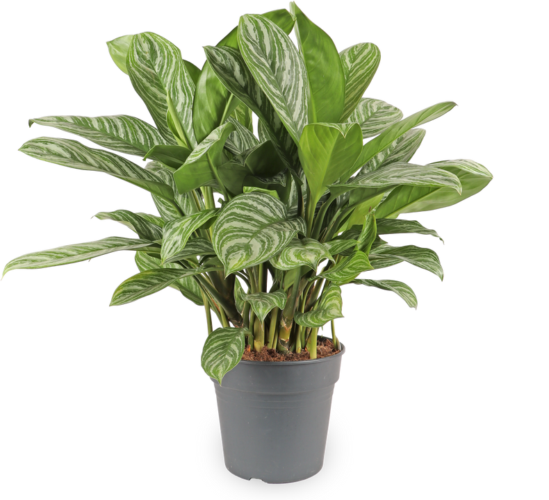 Aglaonema stripes (Chinese Evergreen)