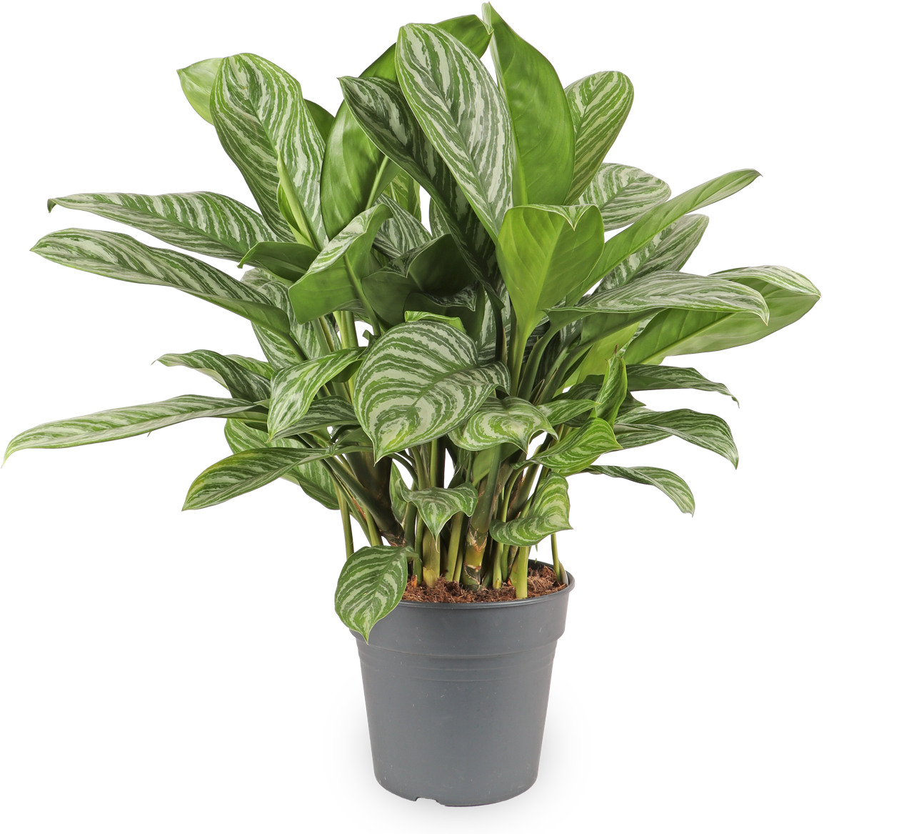 Aglaonema stripes (Chinese Evergreen)