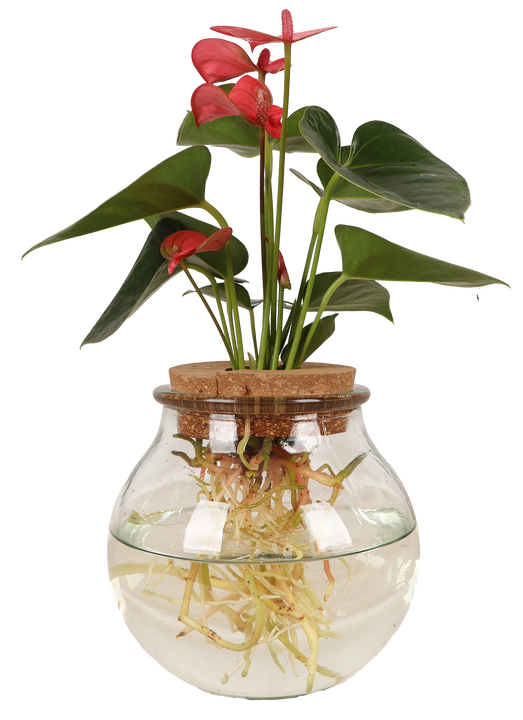 Anthurium op water