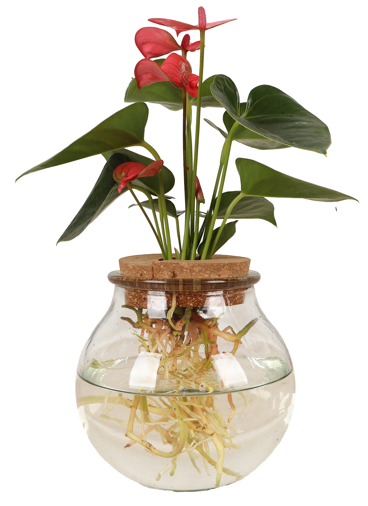 Anthurium op water