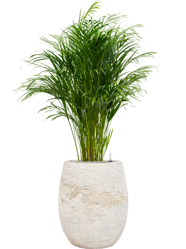 Areca opgemaakt in Baq algar pot