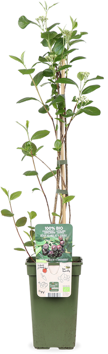 Appelbes (Aronia melanocarpa Rubina) (M)