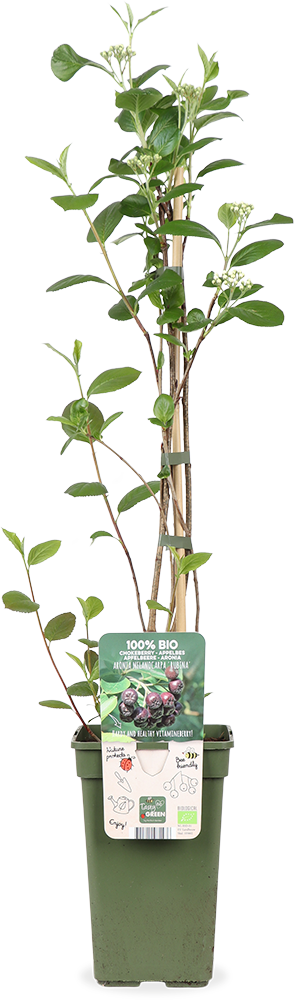 Appelbes (Aronia melanocarpa Rubina) (M)