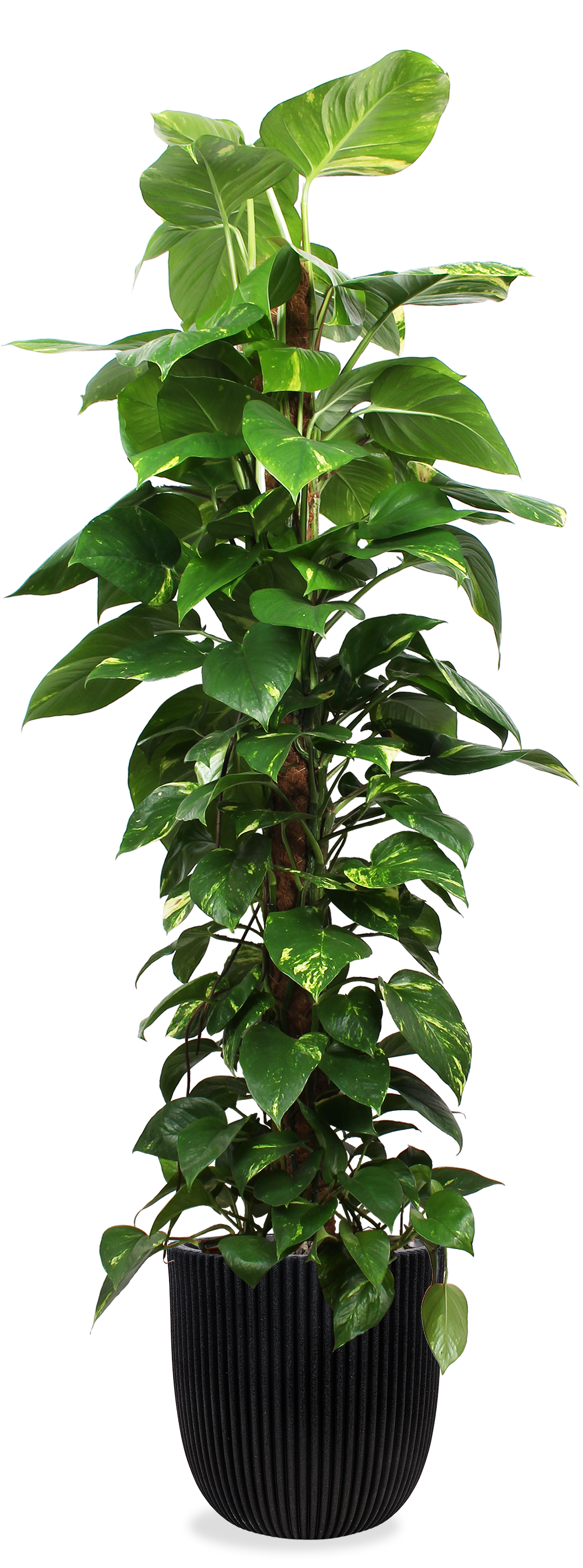 Epipremnum opgemaakt in Capi pot