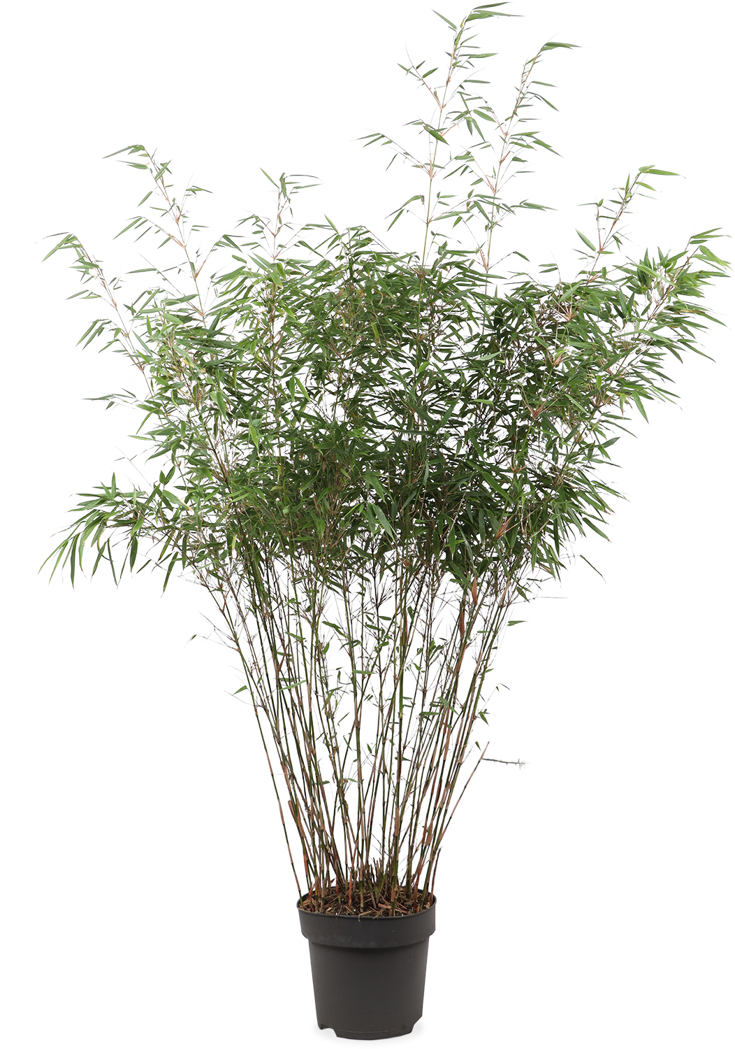 Bamboe (L) Fargesia rufa