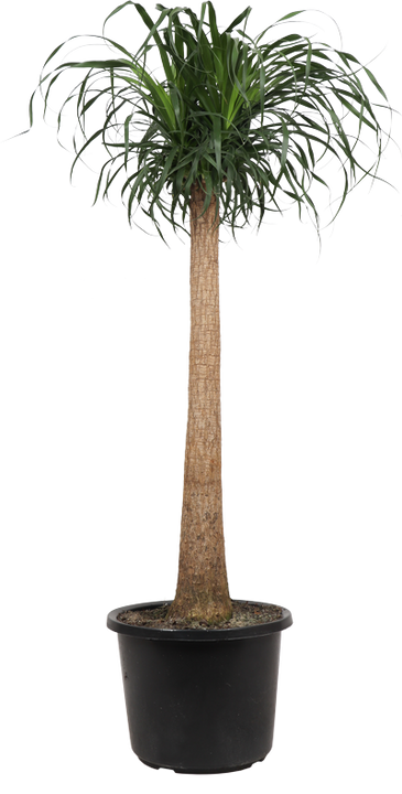 Beaucarnea (Olifantenpoot) (XL)